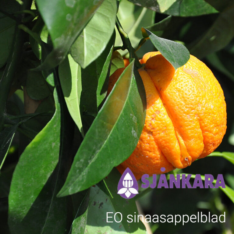 eo-sinaasappelblad-citrus-aurantium.jpg Sjankara - Etherische olie sinaasappelblad (Citrus aurantium ssp. Amara var. Pumilia) - Afbeelding 1