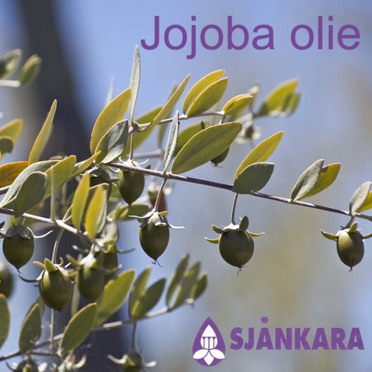 sjankara-basisolie-jojoba.jpg Sjankara - Basisolie jojoba "golden grade" - Afbeelding 1